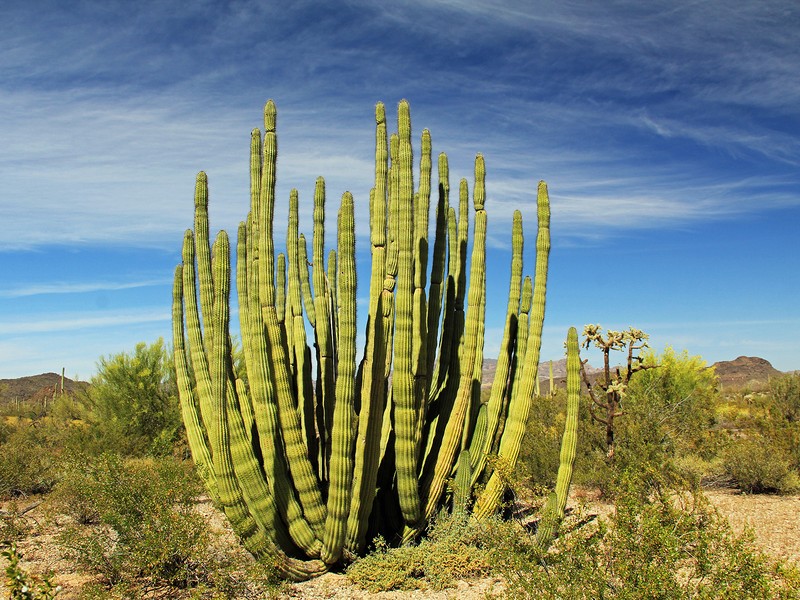 Large Organ Pipe cactus at Organ Pipe Cactus National Monument