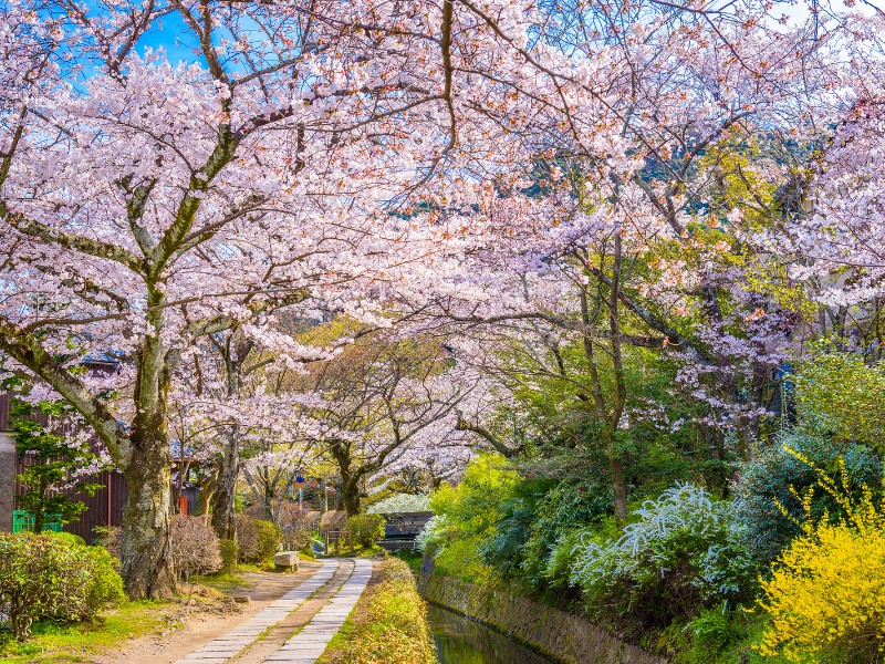 Philosopher's Path, Kyoto