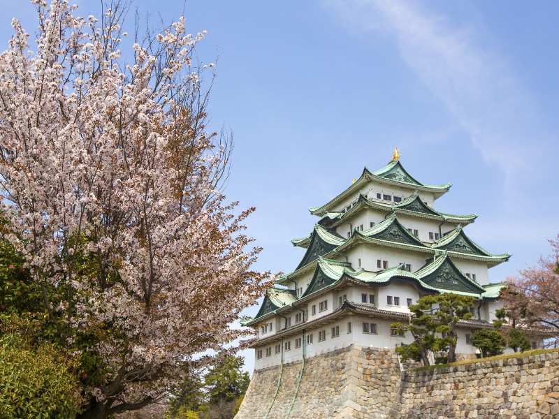 Nagoya Castle with sakura