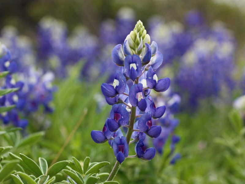 Texas bluebonnet