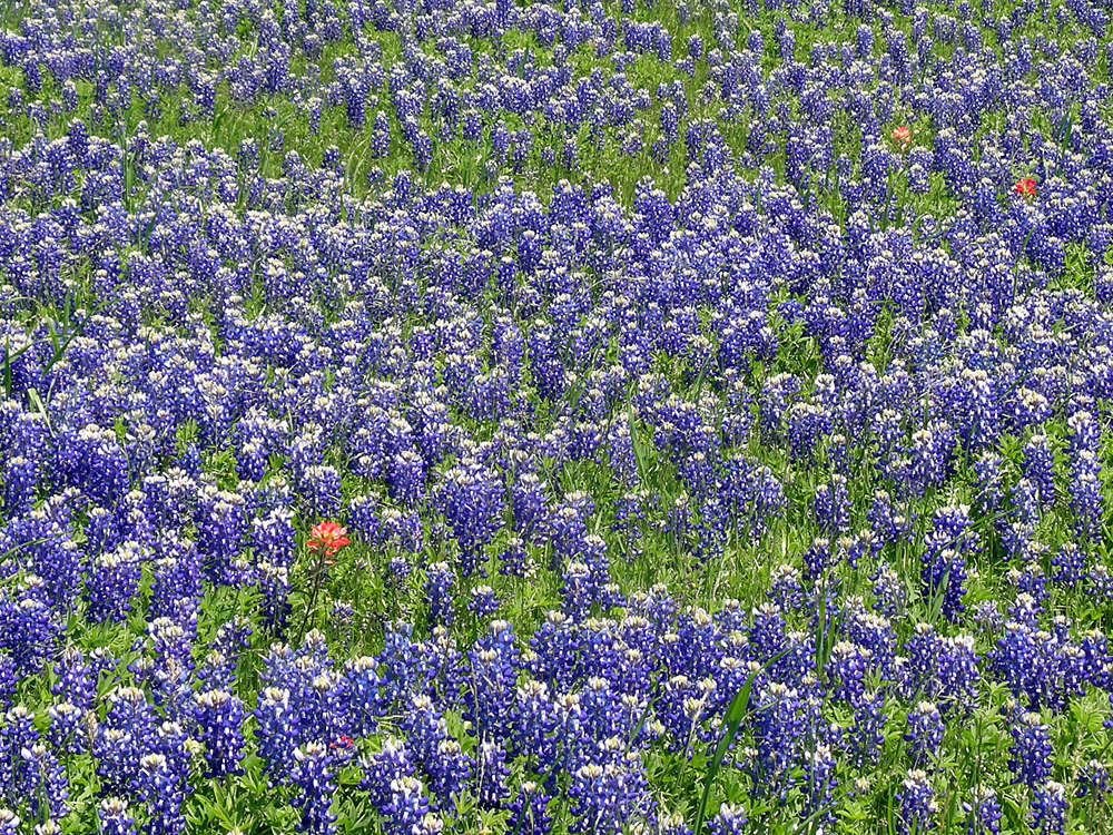 Wildflowers in Ennis, TX