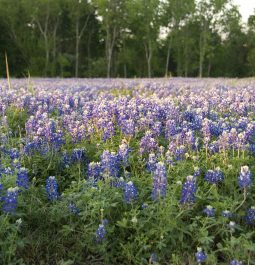 Field of bluebonnets in Brenham, Texas