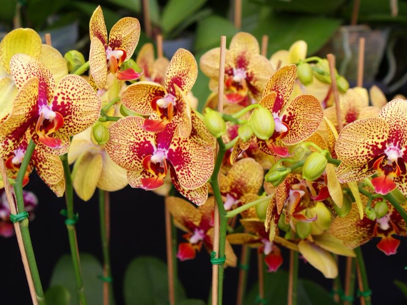 International Orchid Festival, Coral Gables