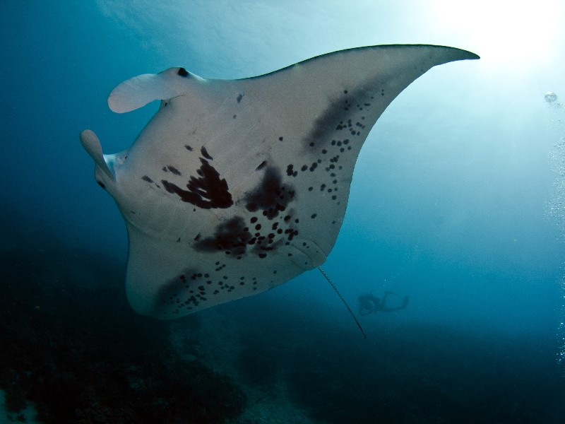 Manta Ray, off the coast of the Big Island near Kona