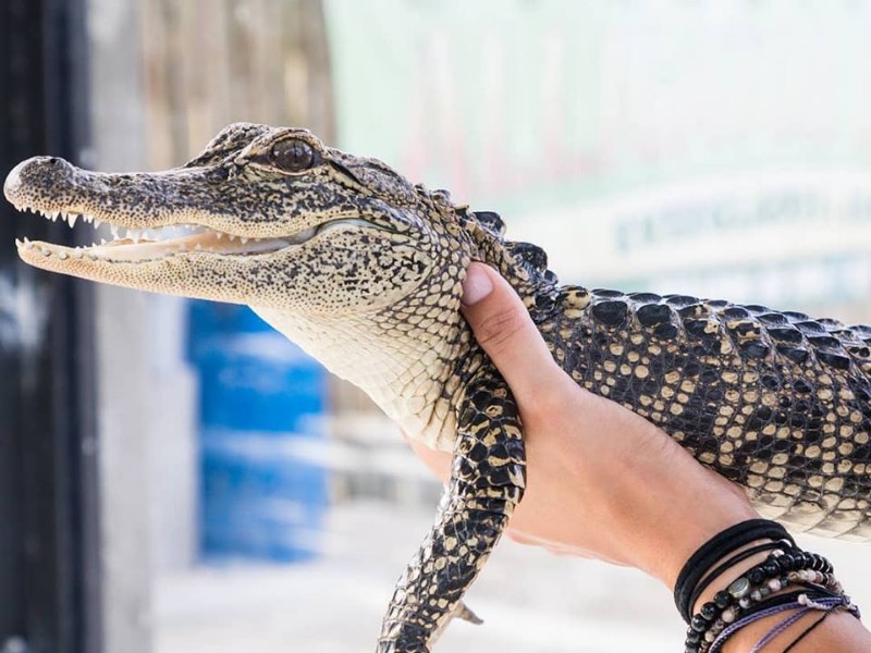 Everglades Alligator Farm