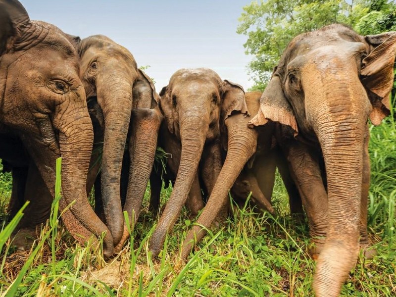 Elephants in Chiang Mai, Thailand