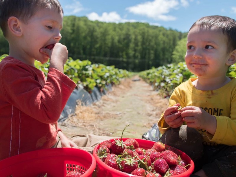 Mercier Orchards