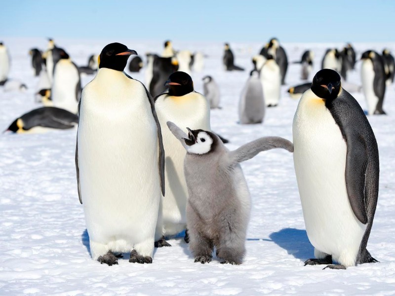 Penguins in Antarctica 