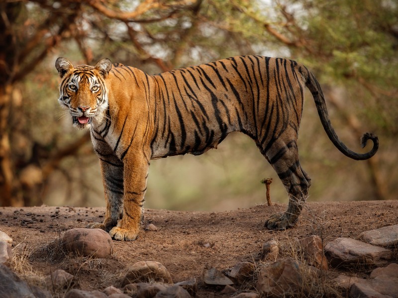 Tiger in India