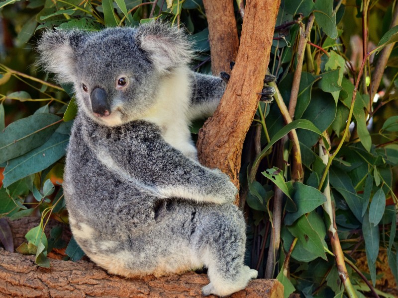 Koala in Australia