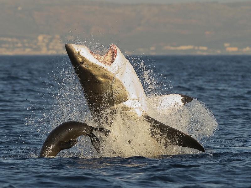 Great White Shark, South Africa