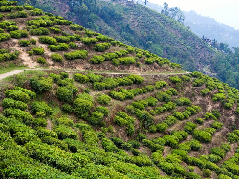 Landscape with tea plantations
