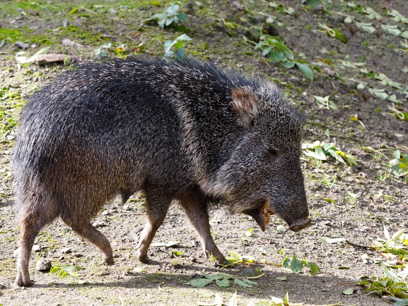 Chacoan peccary in Gran Chaco of Paraguay 