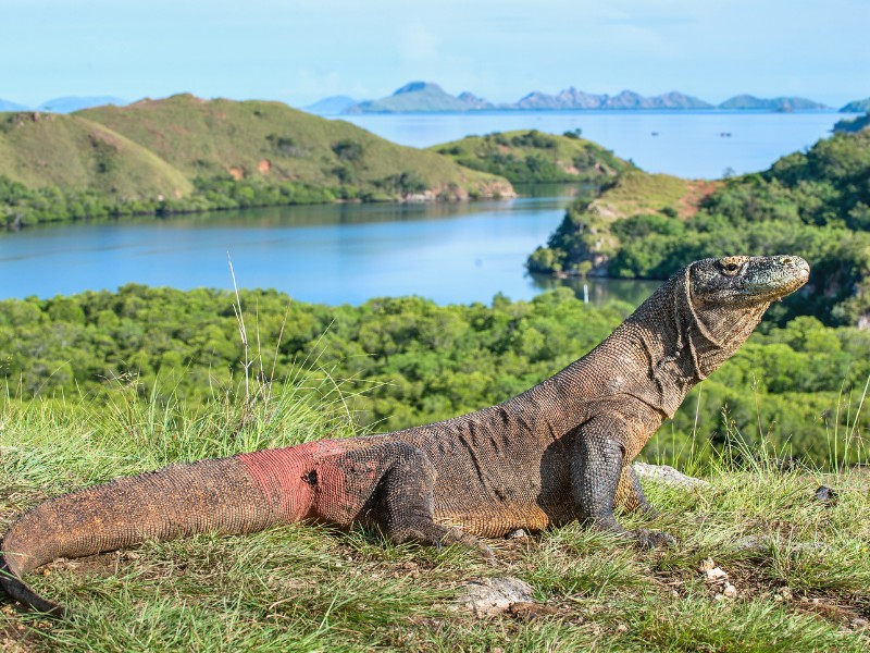 Komodo dragon, Indonesia