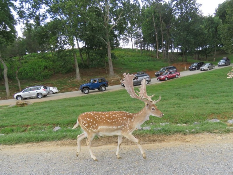 Other nearby attractions include Safari Park - a 180 acre drive-through zoo.