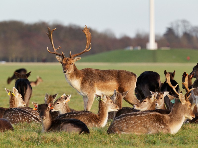 herd of red deer in Phoenix Park, Dublin, Ireland