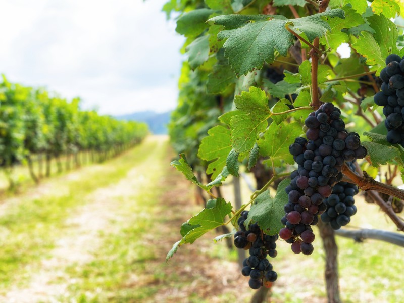 Ripe grapes in the vineyard