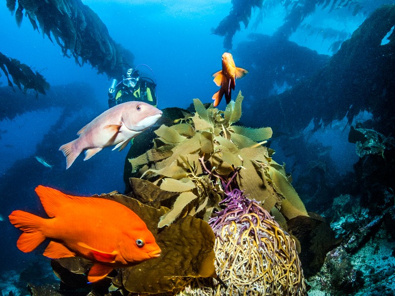 snorkeling on Catalina Island