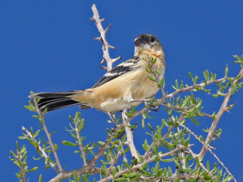 Bird in Laredo