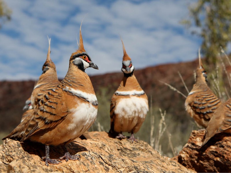 Alice Springs Desert Park 