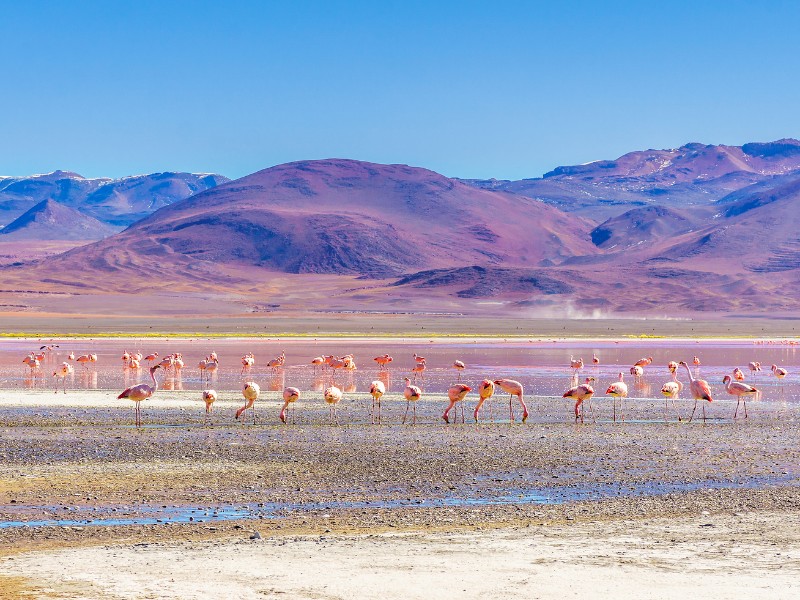 Laguna Colorada