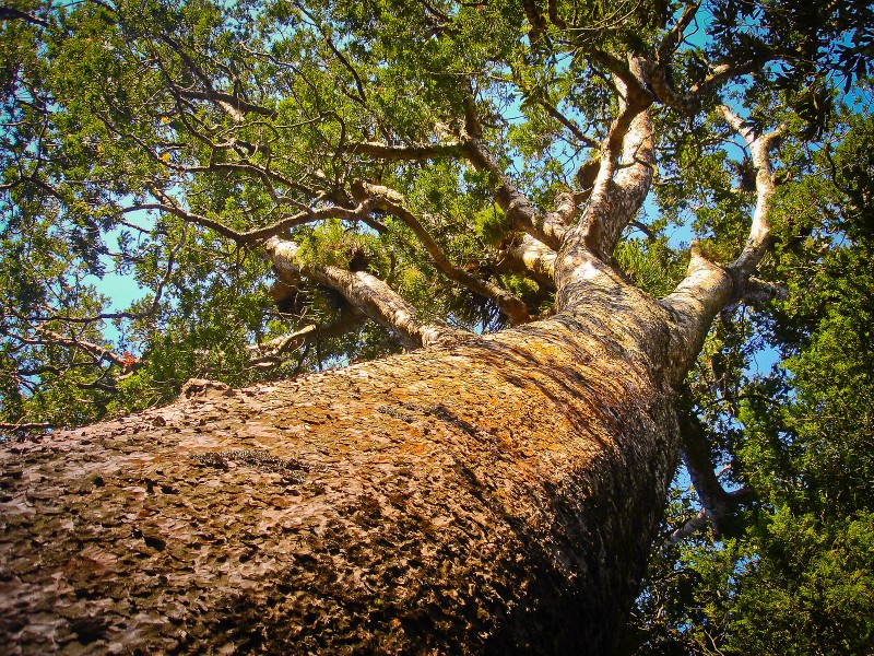 Tane Mahuta, Waipoua Forest