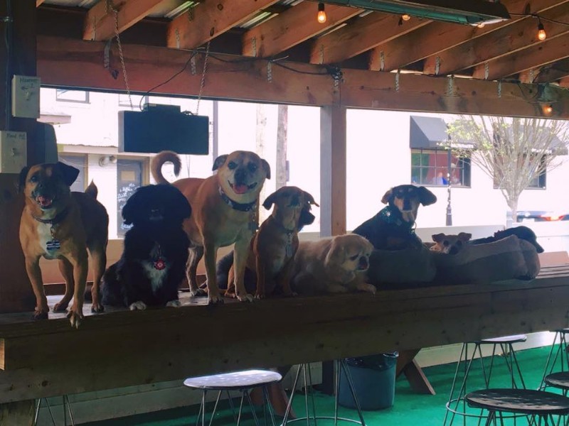 At The Dog Bar, dogs can run off-leash both in and outdoors.