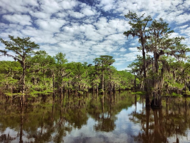 Amazing trees at Caddo Lake State Park - Texas Parks and Wildlife