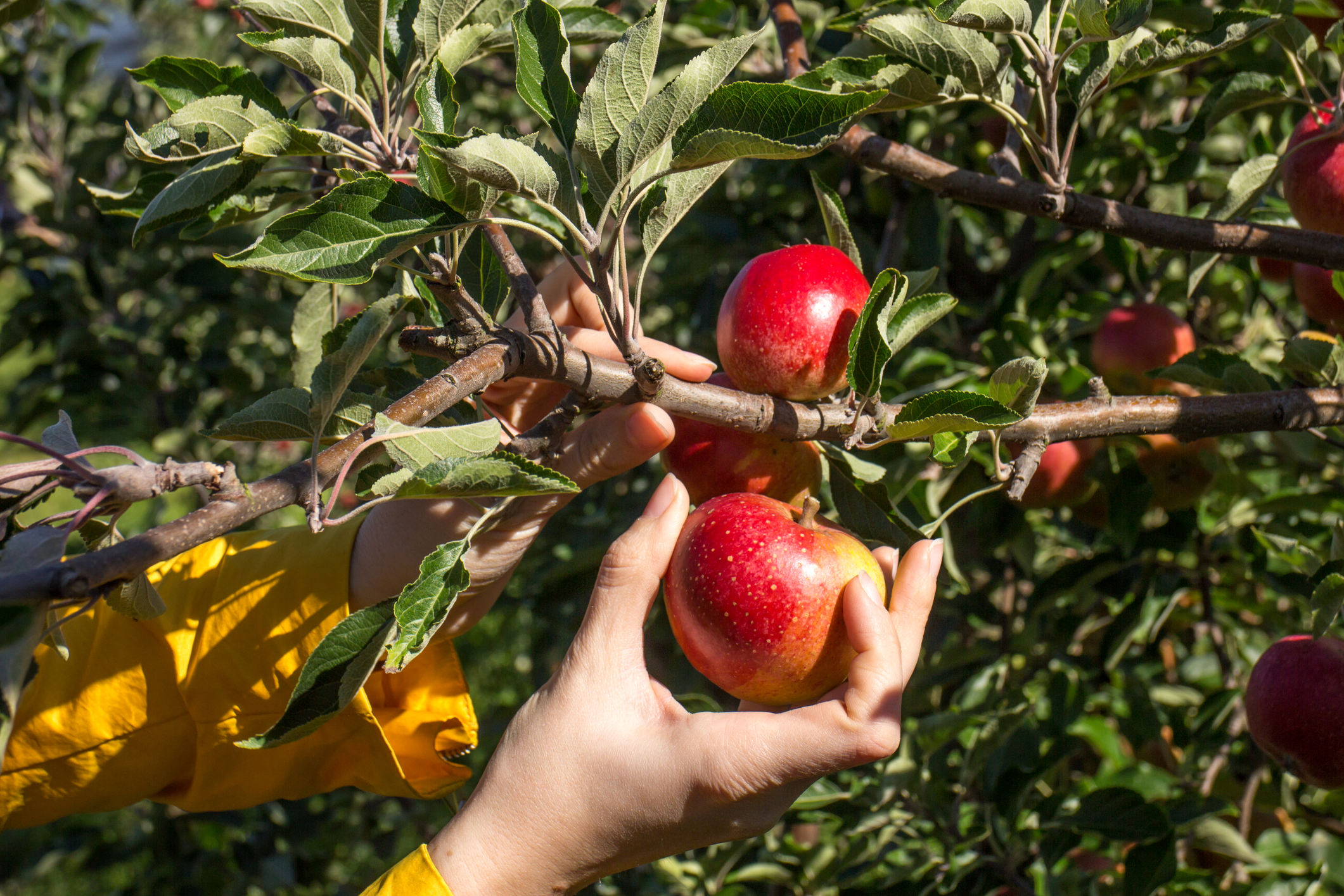 Apple Picking