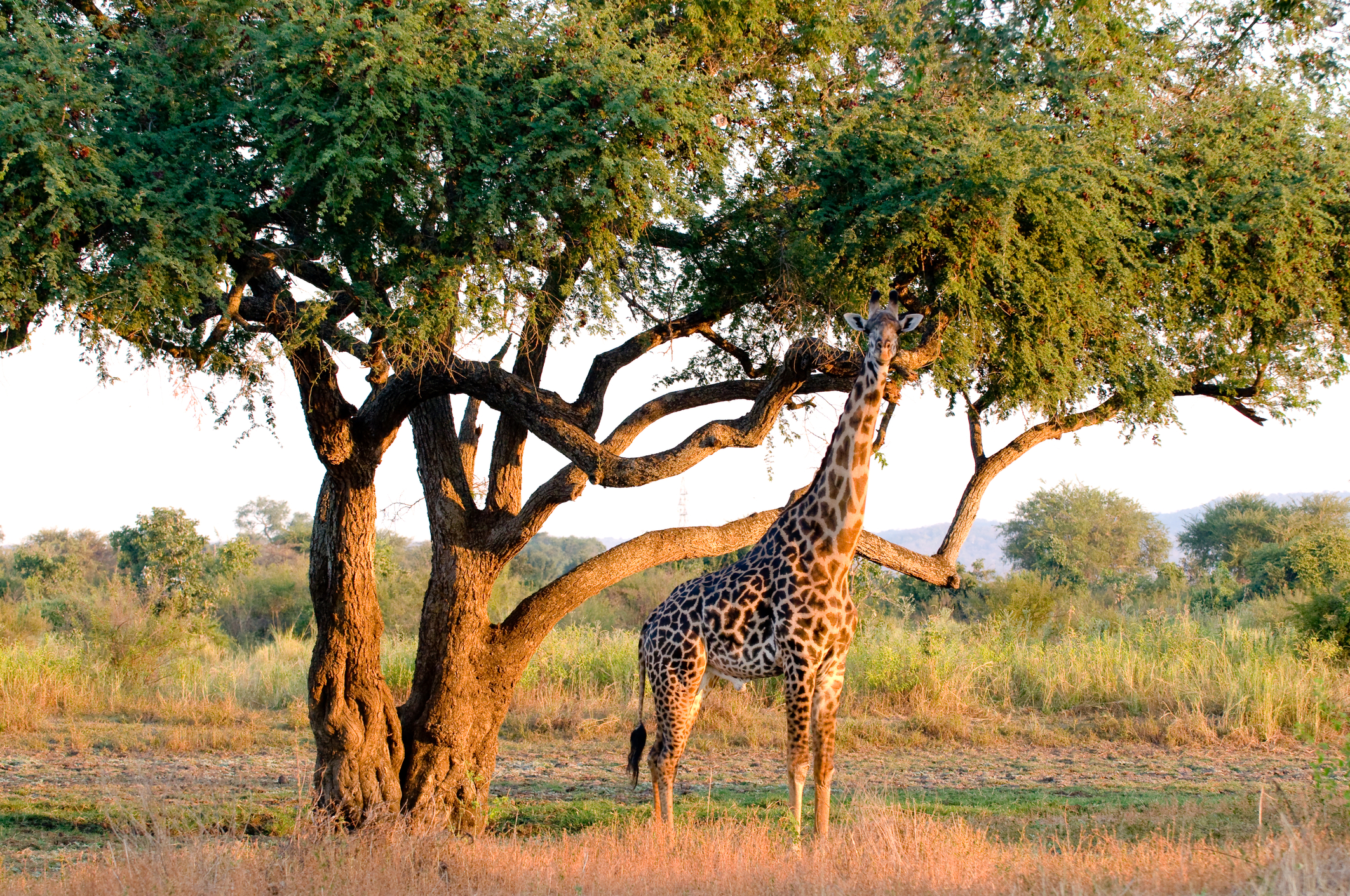 Giraffe in outback of Zambia