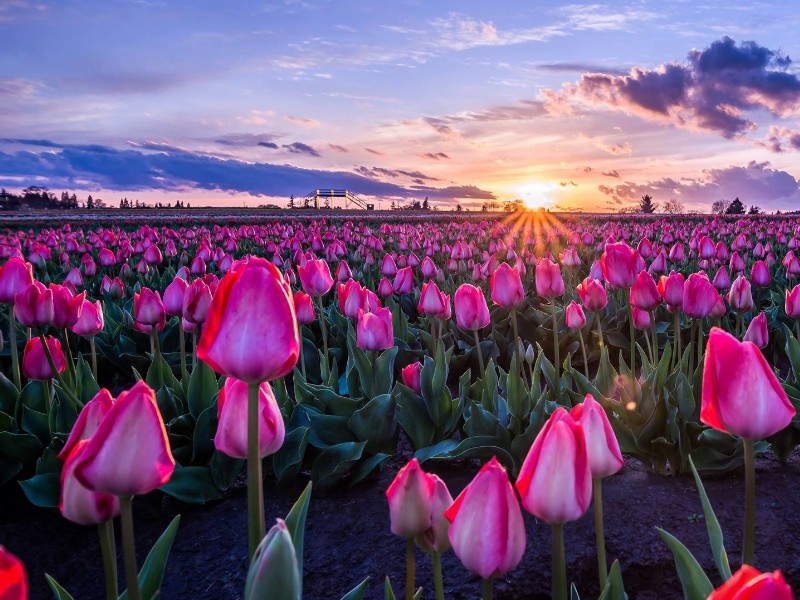 Wooden Shoe Tulip Farm, Oregon