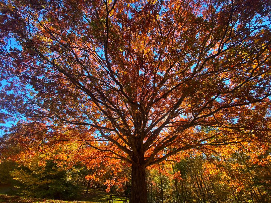 Fall Foliage at Roan Mountain State Park