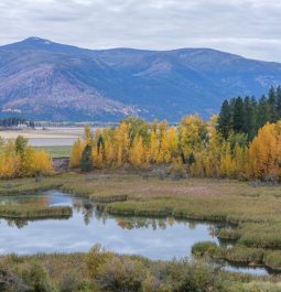 yellow tree fall foliage with mountains in background