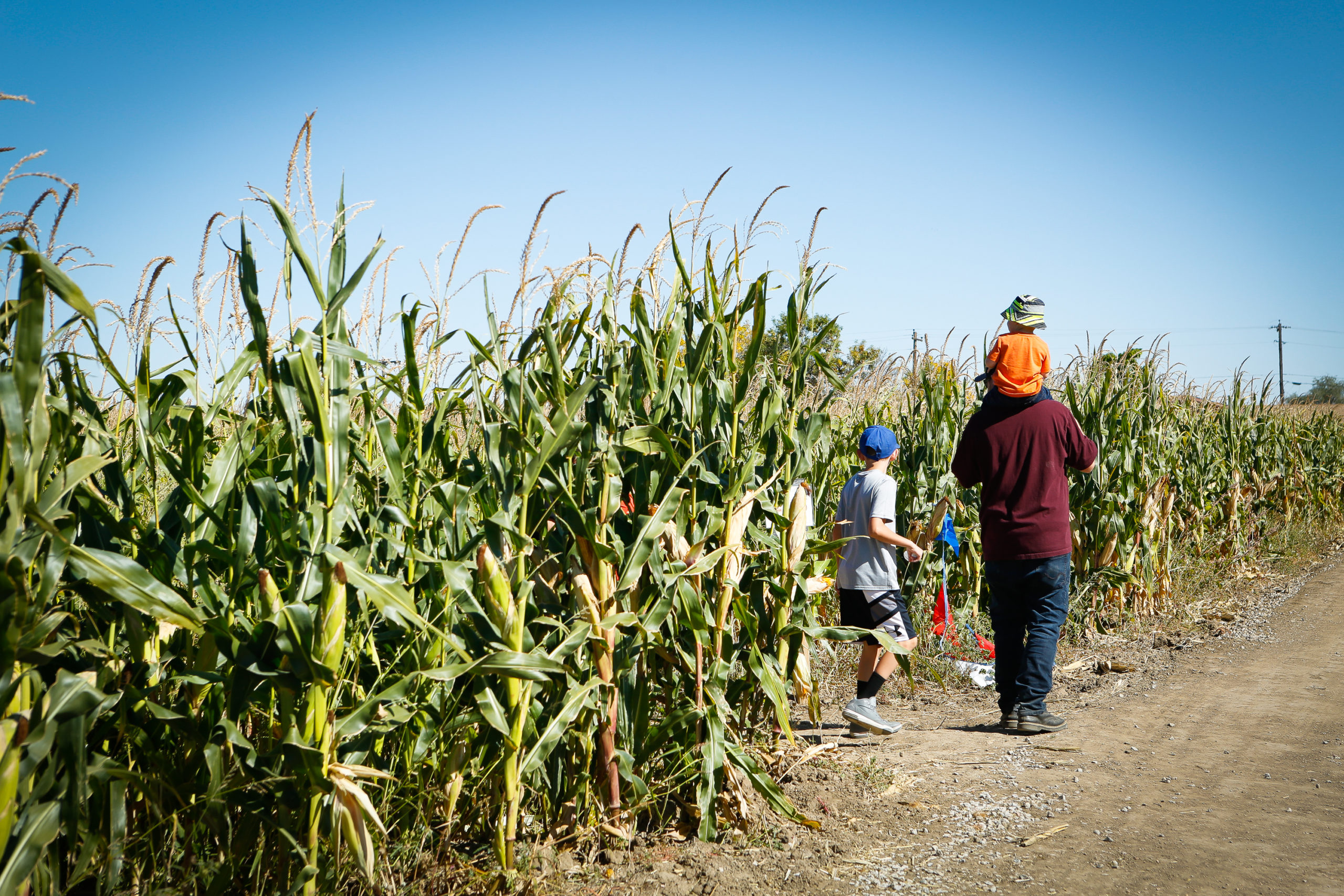 Maize in the City