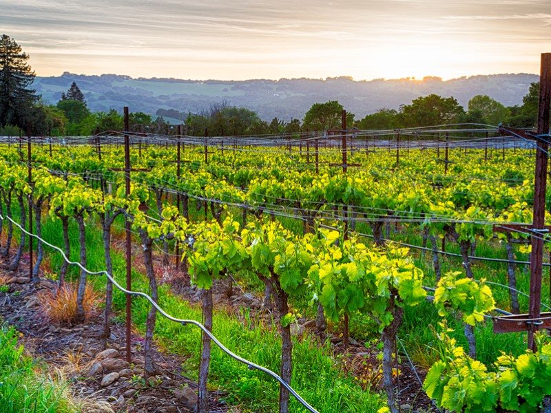 Sunset over vineyards in California's wine country in Sonoma County