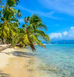 Beautiful beach with turquoise water and palm trees