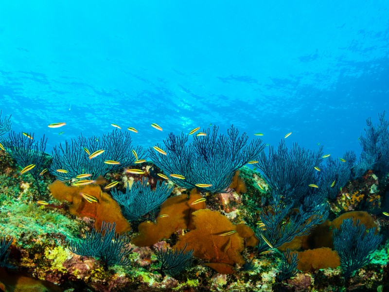 Coral reef of the Sea of Cortez, Cabo Pulmo National Park, Baja California Sur, Mexico