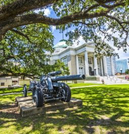 oak tree overlooking plantation