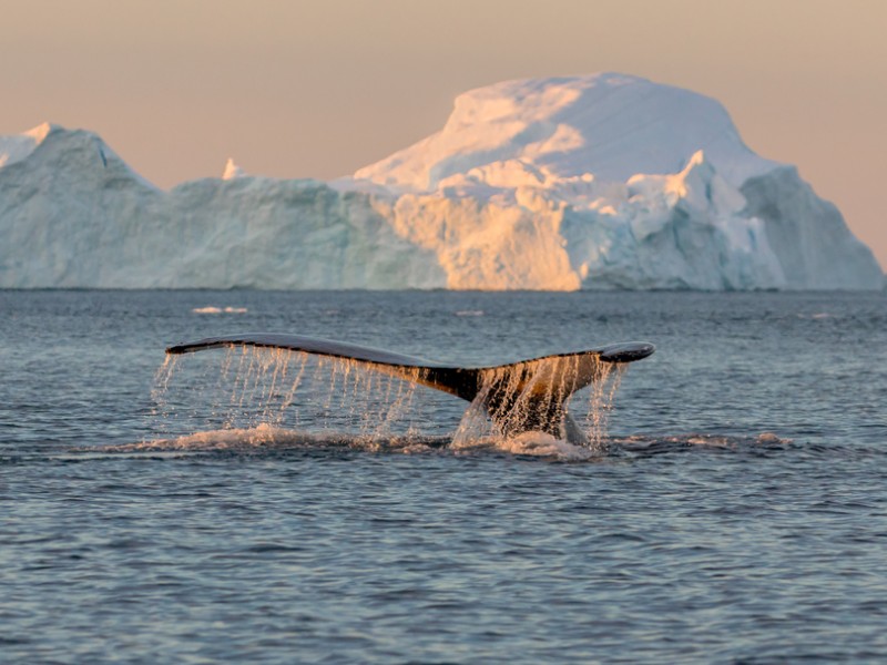 Whale watching, Iceland