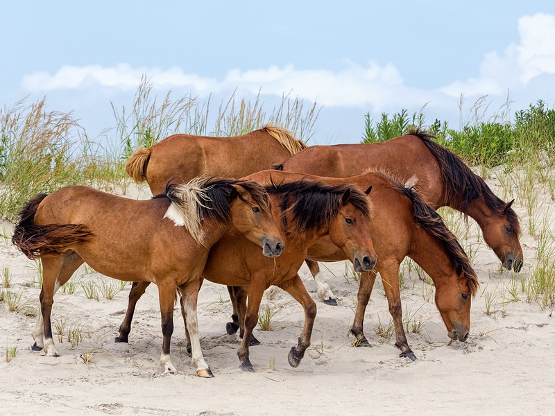 You can see the wild ponies in their natural habitat at Assateague Island.