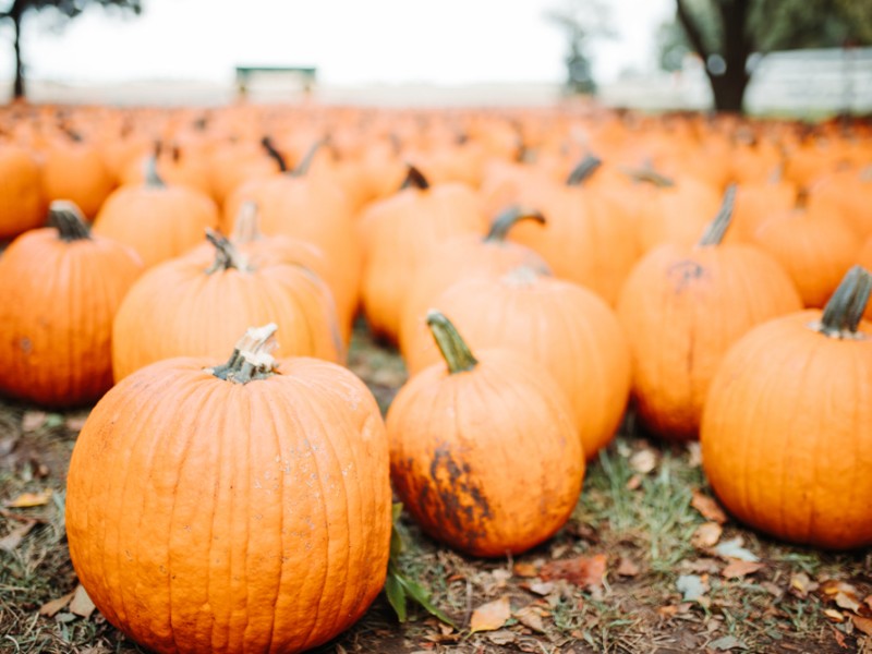 A fall Collection of pumpkins in Arthur 