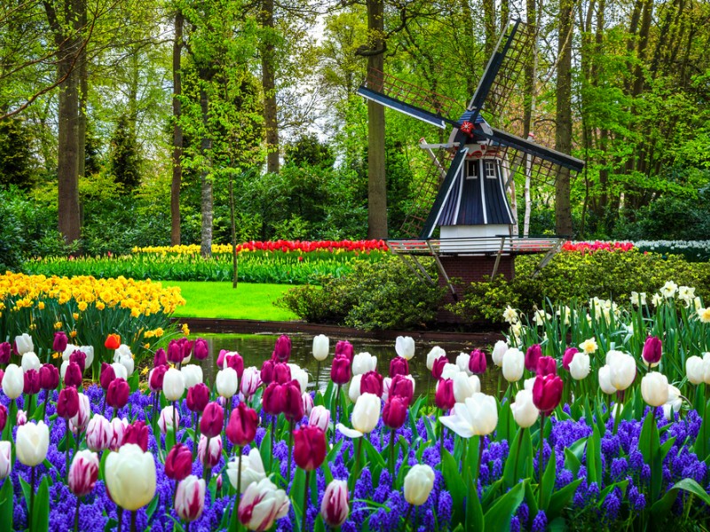 Stunning spring landscape, famous Keukenhof garden with colorful fresh tulips, flowers and Dutch windmill in background