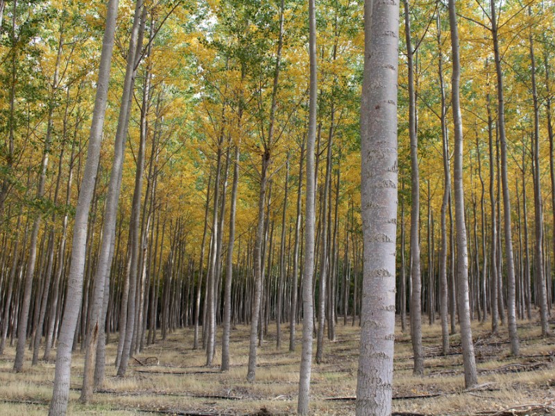 Trees in Pendleton, OR