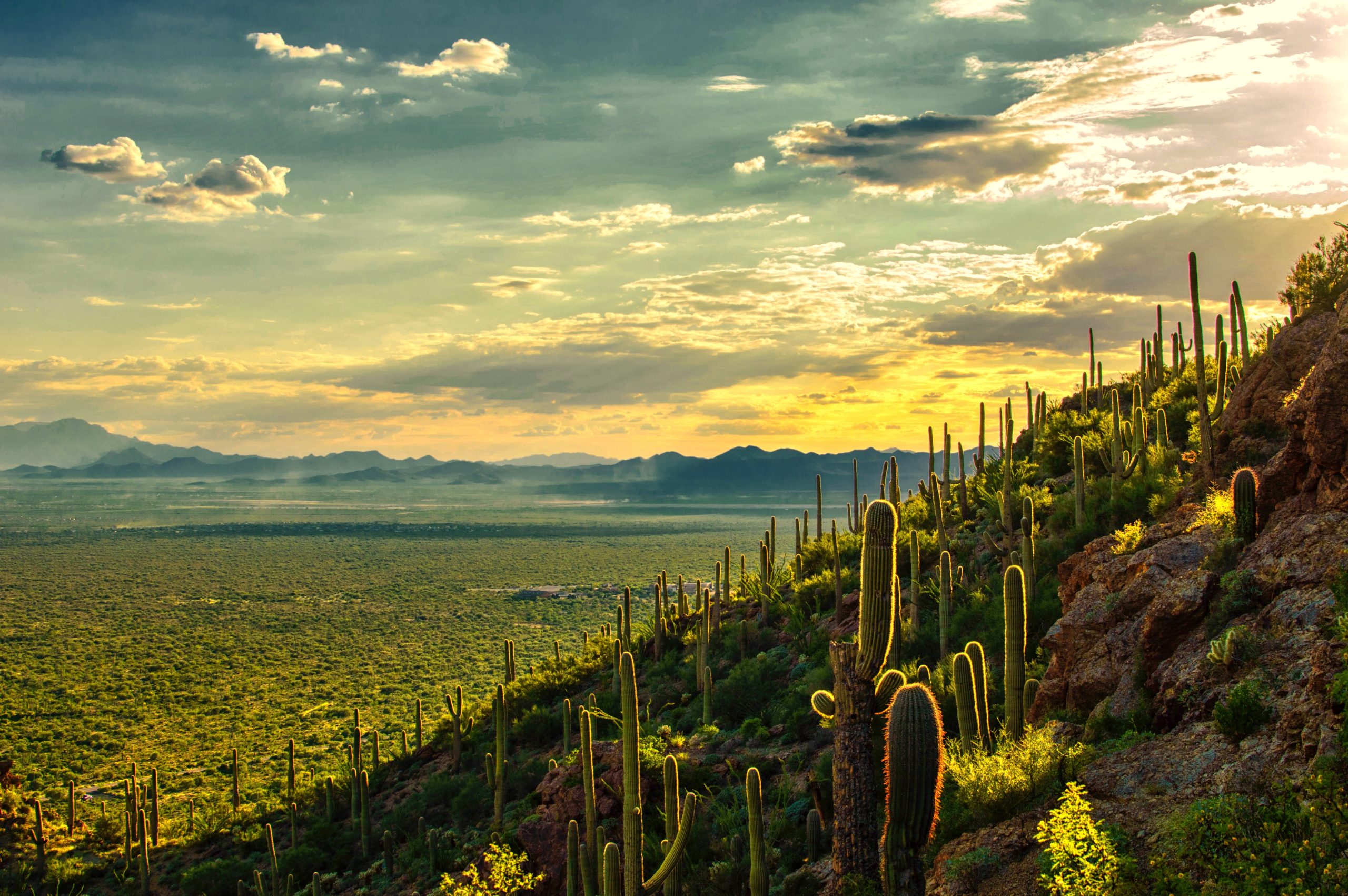 Sunset view over the Sonoran desert in Tucson Mountain Park