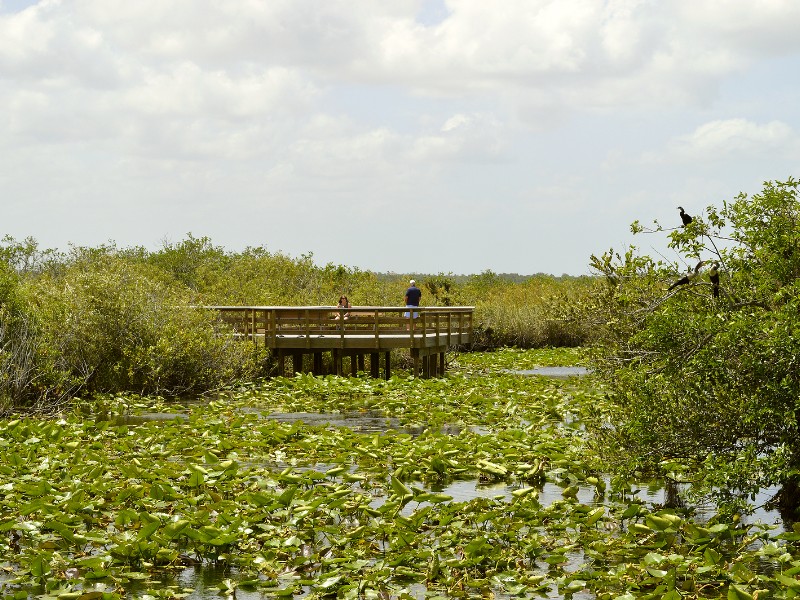 The Everglades National Park is home to several endangered species including alligators, panthers and manatee.