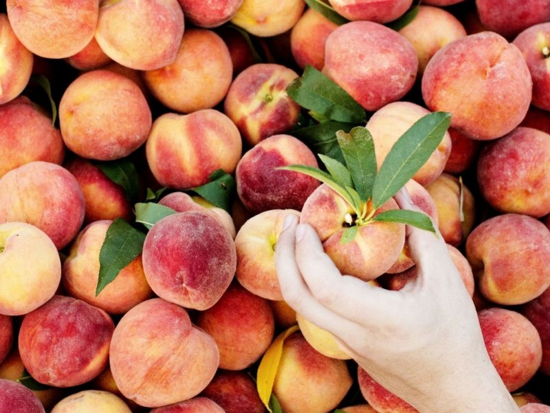 Georgia Peach Festival