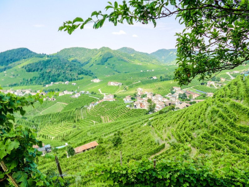 White wine vineyards of the Prosecco Valley