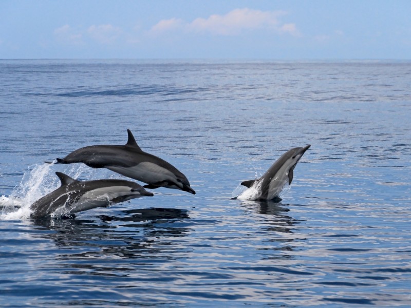 spinner dolphins off the coast, Costa Rica