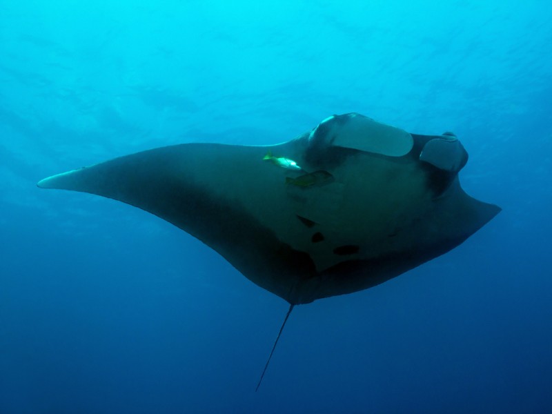 Manta Ray, Costa Rica