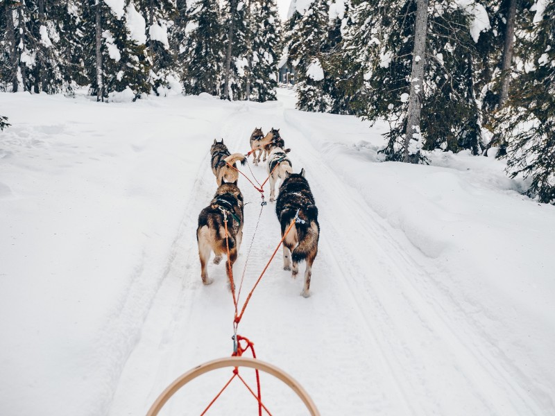 Husky dog sled team, Lapland, Finland